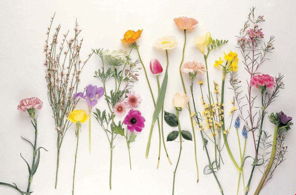 Alles over bloemen en hun betekenis Alles over bloemen en hun betekenis